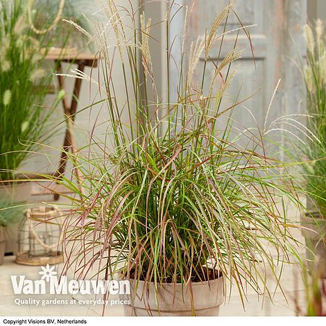 Miscanthus sinensis 'Ruby Cute'