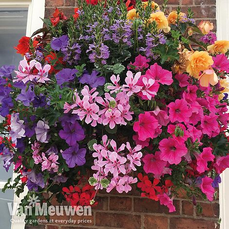 Nurseryman's Choice Hanging Basket Plants