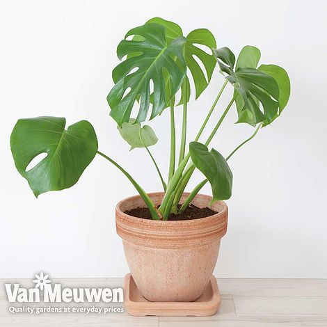 Monstera deliciosa (House Plant)