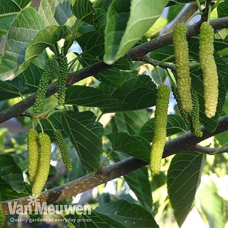 Mulberry 'King White'