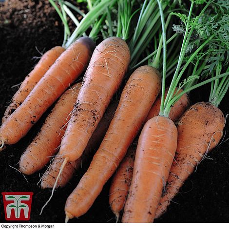 Organic Carrot 'Nantes 2' (Early maturing)