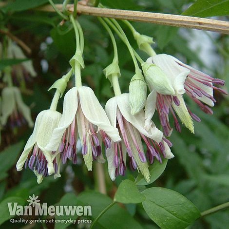 Clematis napaulensis