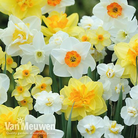Narcissus 'Value Mixed'