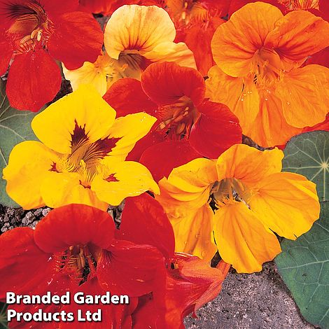 Nasturtium 'Double Mixed' (VM Seeds)