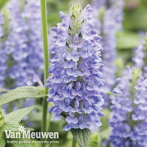 Nepeta nervosa 'Blue Moon'