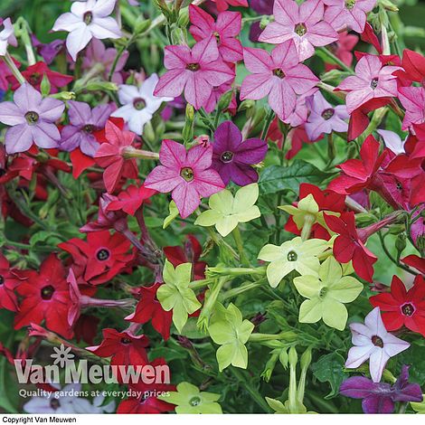 Nicotiana 'Eau de Cologne Mixed'