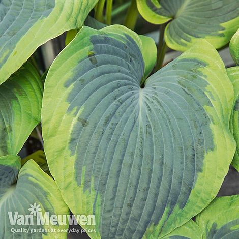 Hosta 'Olive Bailey Langdon'