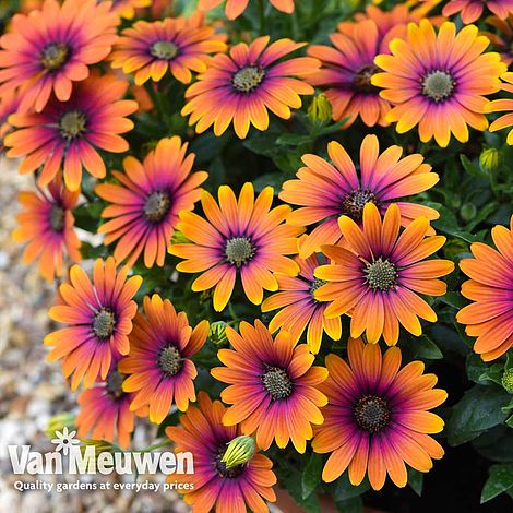 Osteospermum 'Purple Sun' | Van Meuwen