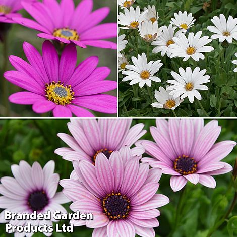 Osteospermum Blush Collection (Hardy)