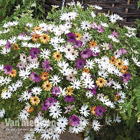 Osteospermum 'Falling Stars'™