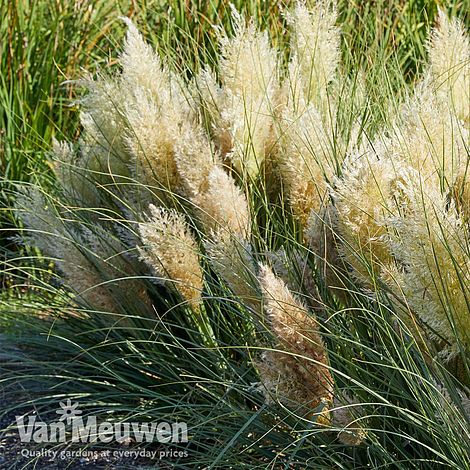 Cortaderia selloana 'Tiny Pampa'