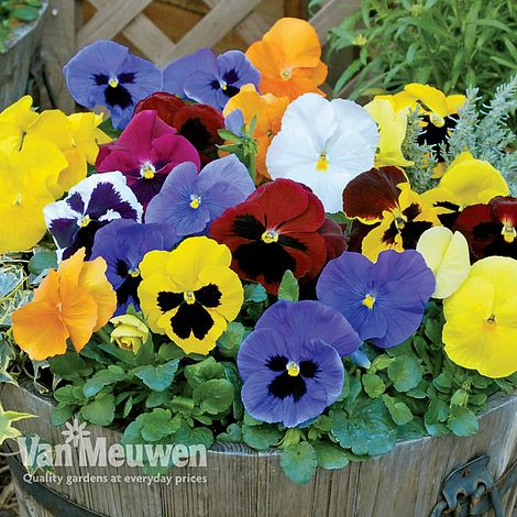 Pansy 'Universal Mixed' F1 Hybrid