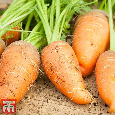 Carrot 'Paris Market Atlas' - Kew Collection Seeds