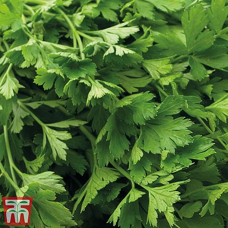 Parsley (Flat Leaved) - Organic Seeds