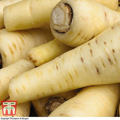 Parsnip 'White Gem' (National Trust)