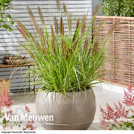 Pennisetum alopecuroides 'Black Beauty'