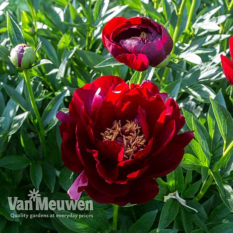 Peony 'Buckeye Belle'