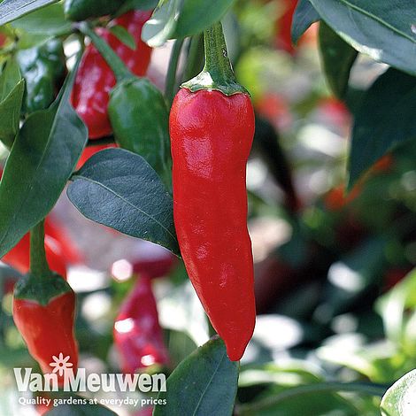 Chilli Pepper 'Apache' F1 Hybrid