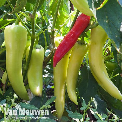 Chilli Pepper 'Hot Banana'