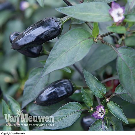 Chilli Pepper 'Hungarian Black'