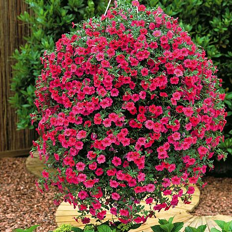 Million Bells Petunias Garden Design Ideas