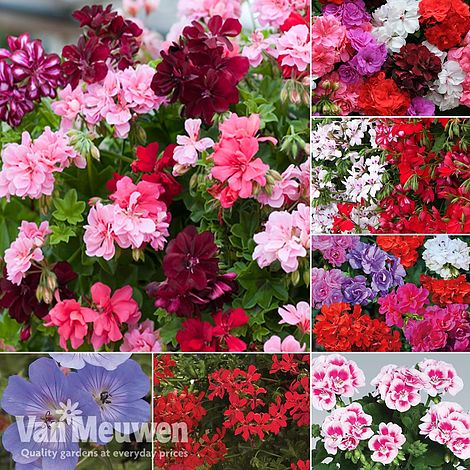 Nurseryman's Choice Geranium Collection