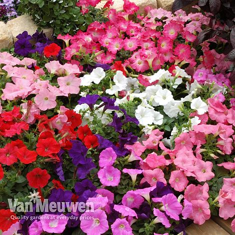 Petunia Blue Bedding Plant 6 Pack Garden Ready Plants
