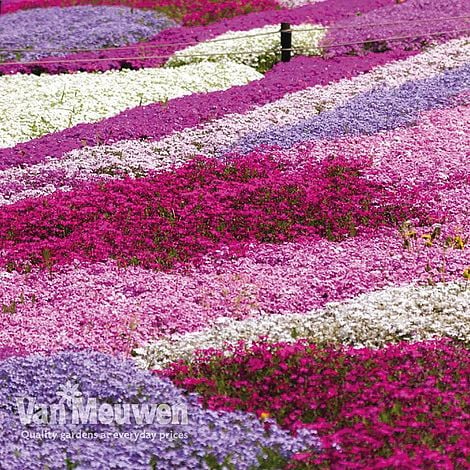 Nurserymans Choice Phlox Collection (Creeping)