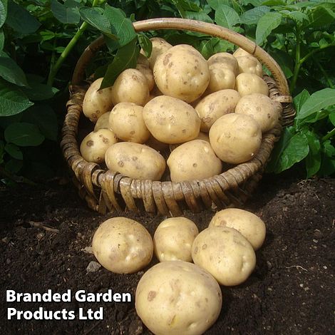 Potato 'Marfona'
