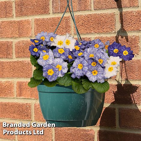 Primrose 'Moonstone Mix'