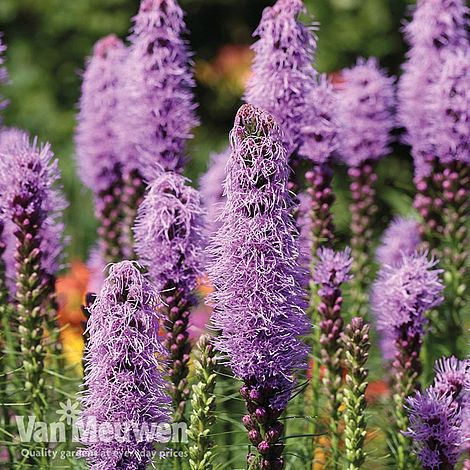 Liatris spicata