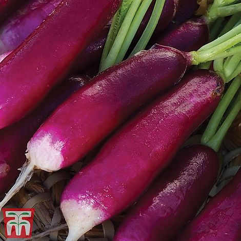 Radish 'Felicia'