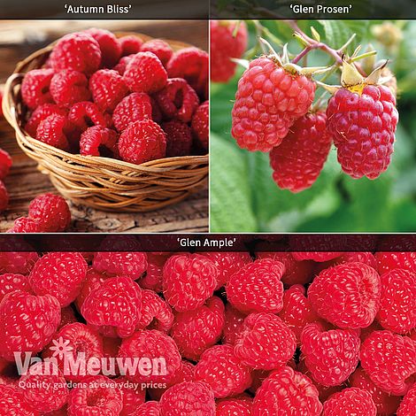 Raspberry Full Season Collection