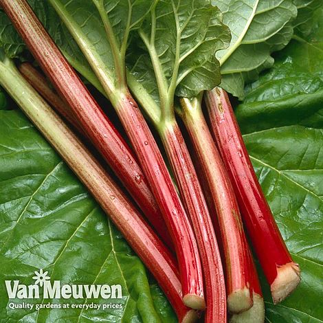 Rhubarb 'Sanvitos® Early'