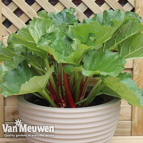 Rhubarb 'Sanvitos® Summer'