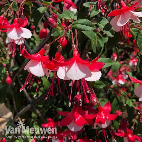 Fuchsia 'Skyrocket'