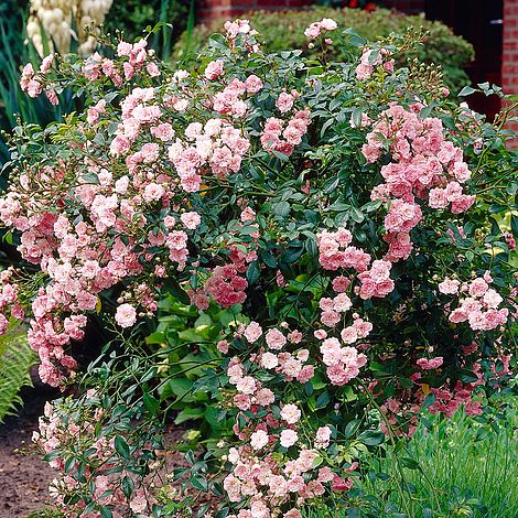 Rose 'The Fairy' (Polyantha) | Van Meuwen