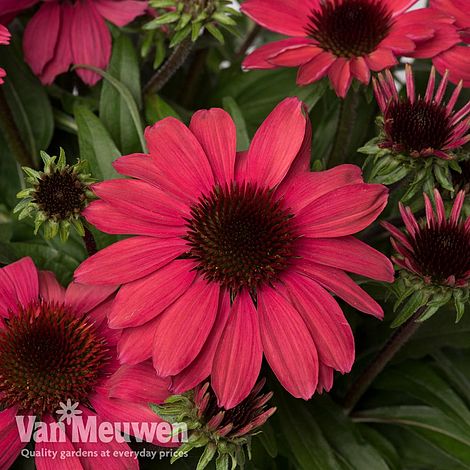 Echinacea SunMagic 'Vintage Red'