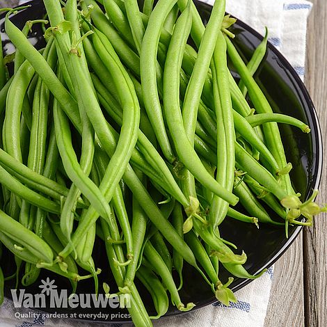 Dwarf Bean 'Safari'