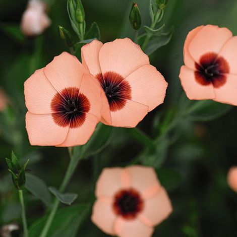 Linum grandiflorum 'Salmon Bright Eyes'