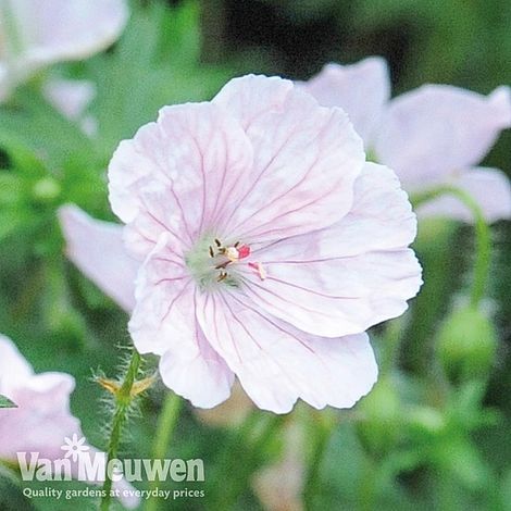 Geranium sanguineum 'Album'