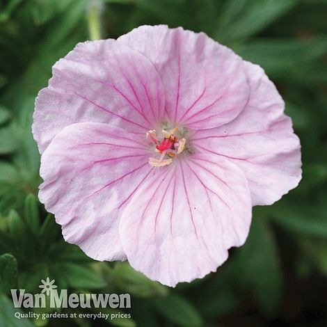 Geranium sanguineum var. striatum