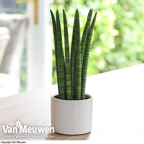 Sansevieria cylindrica 'Straight' (House Plant)