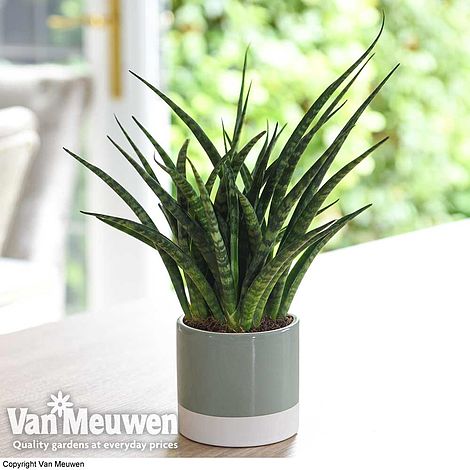 Sansevieria 'Fernwood' (House Plant)