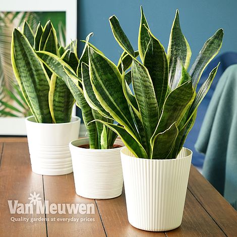 Sansevieria trifasciata var. laurentii (House Plant)