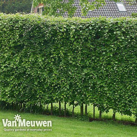 Hornbeam (Hedging)