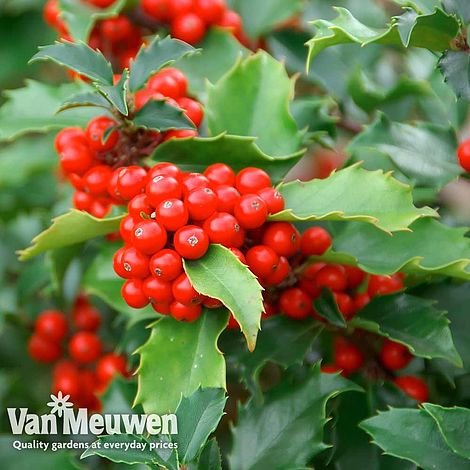 Holly (Hedging)