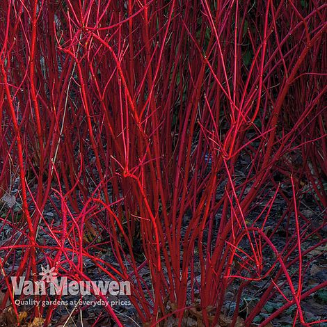 Cornus alba 'Sibirica'