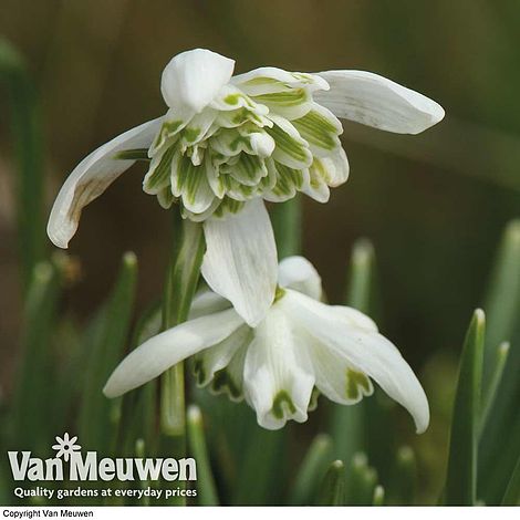 Snowdrops in the Green (Double Flowered)