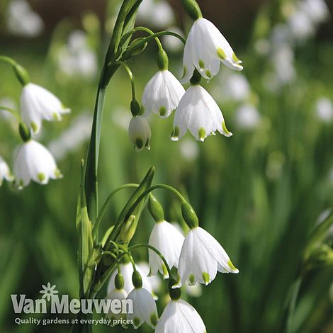 Leucojum 'Spring Snowdrop'